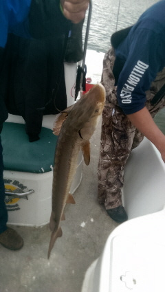 Sturgeon Caught on Weiss Lake