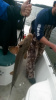 Sturgeon Caught On Weiss Lake